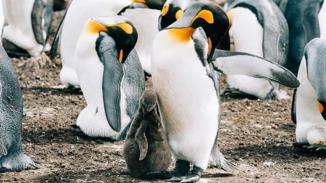 Pexels/vladimir-blyufer-1991484