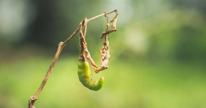 Pexels/Super-santosh