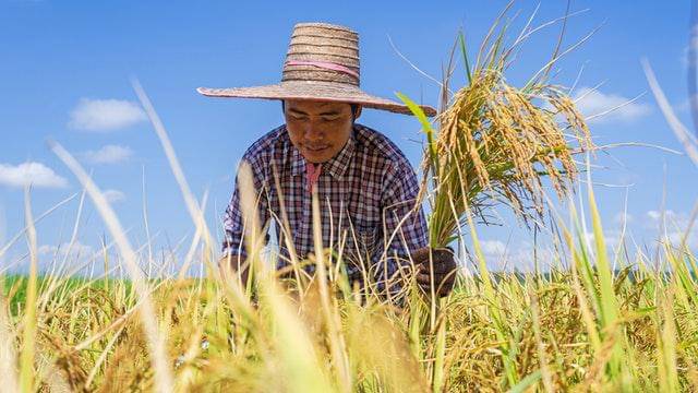 Pexels/sorapong-chaipanya-2984865