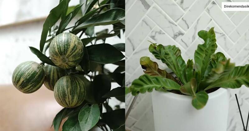 Youtube.com/Sharena Delon - Party Of Four