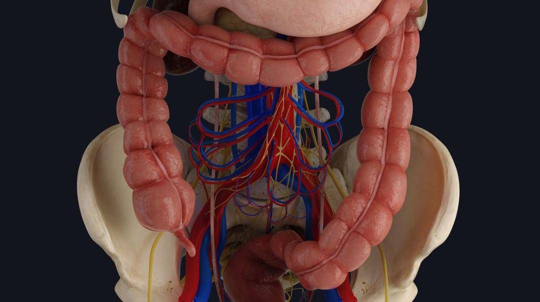 3d4medical.com