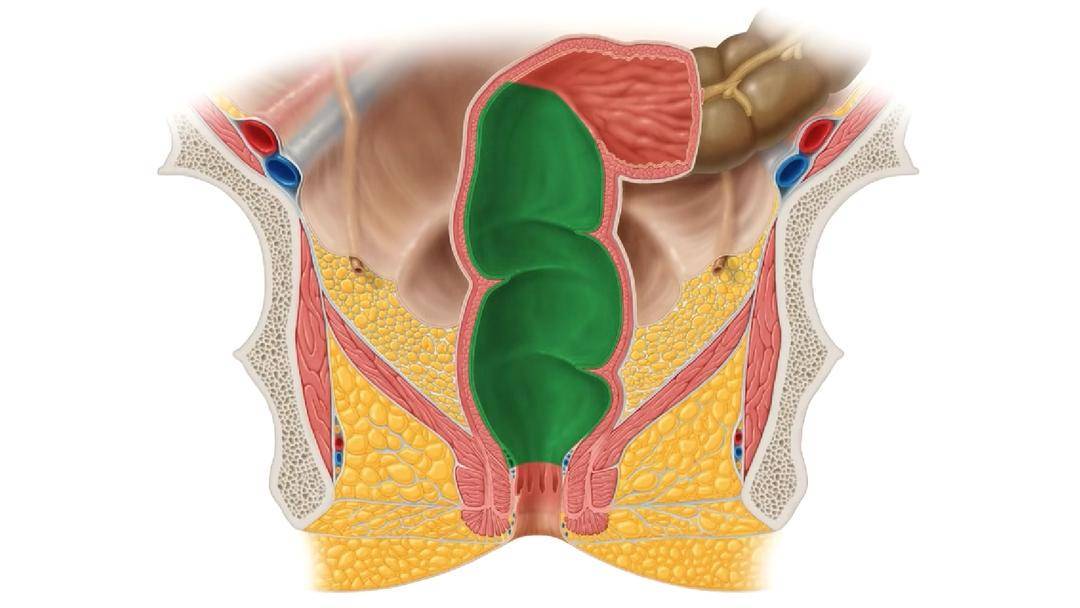 Youtube/Kenhub – Learn Human Anatomy