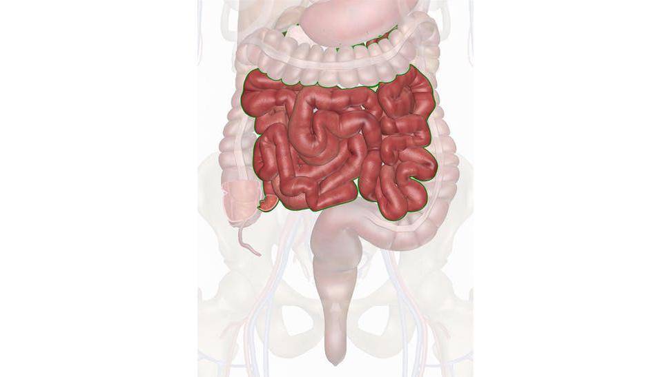 innerbody.com