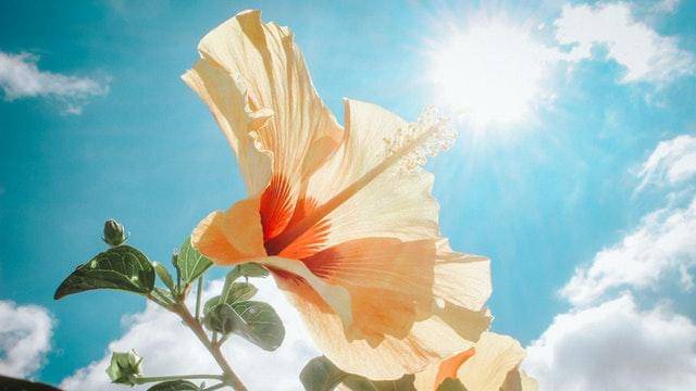 Pexels/khanh-le-207985