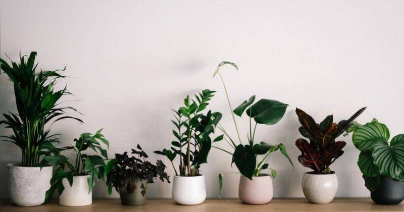 Unsplash/Anniespratt