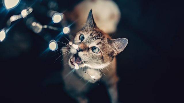 Pexels/wildlittlethingsphoto