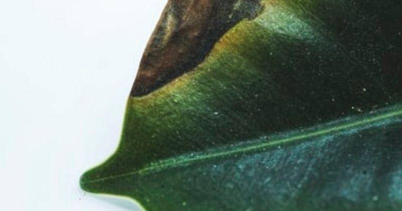 Unsplash/Feeypflanzen