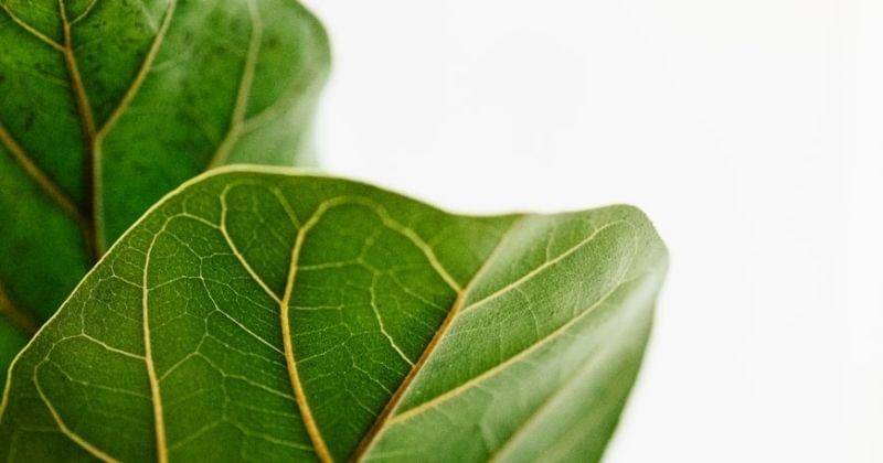 Unsplash/Sarahsosiak