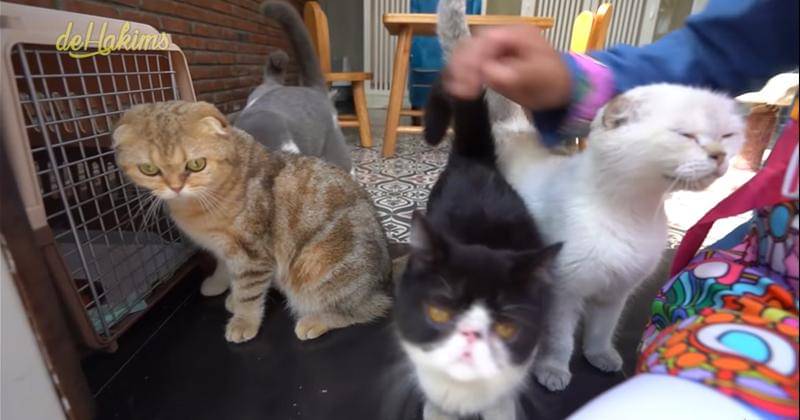 Youtube.com/deHakims 