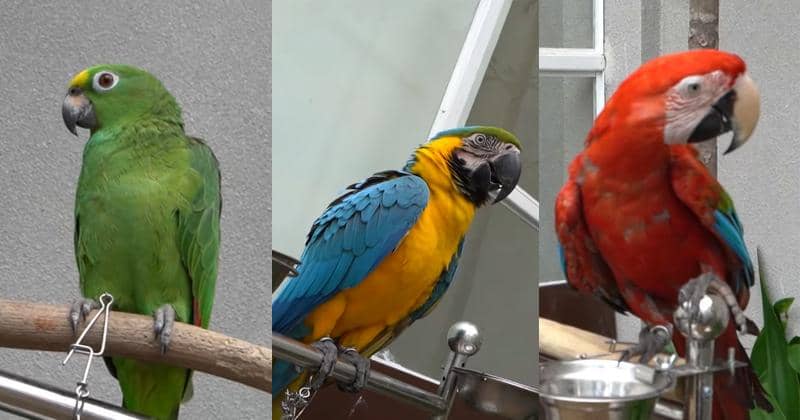 Youtube.com/deHakims 