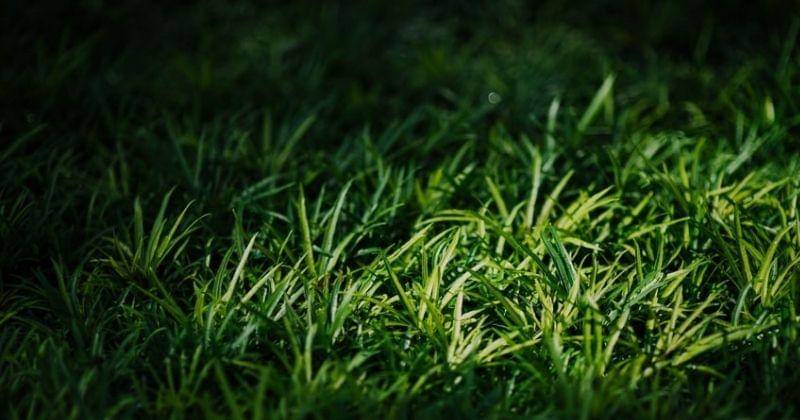 Unsplash/Chuttersnap