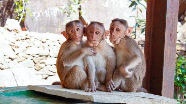 Pexels/nitin-creative