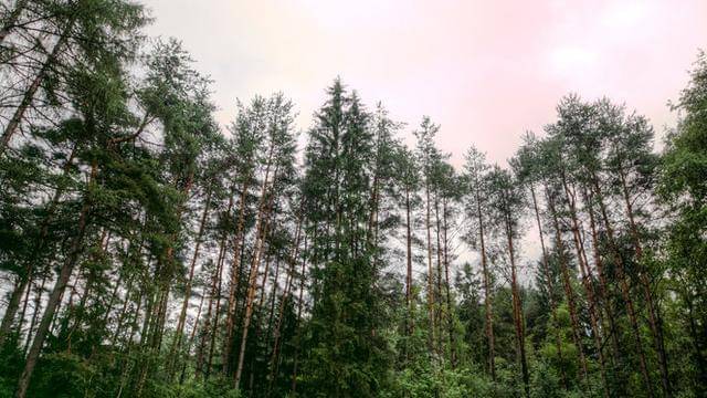 Pexels/eberhardgross