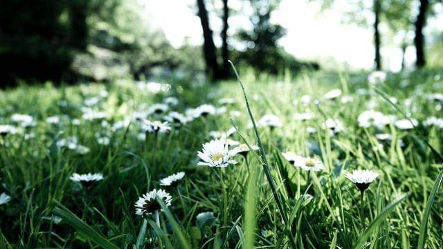 Pexels/mateusz-dach-99805