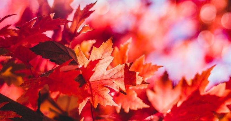 Unsplash/Jeremy Thomas