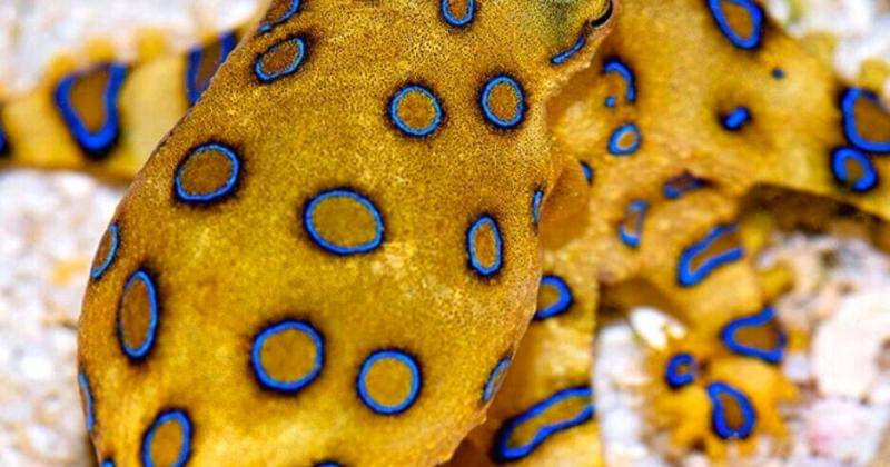 Gurita Cincin Biru Viral, Ahli Peringatkan Racun Mematikan Tetrodotoxin