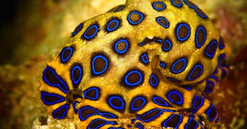 coastcommunitynews.com