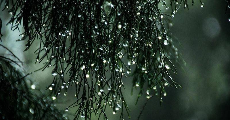 Pexels/Sitthan Kutty