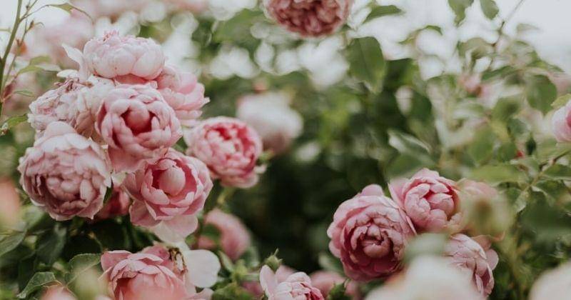 Unsplash/Daiga_ellaby