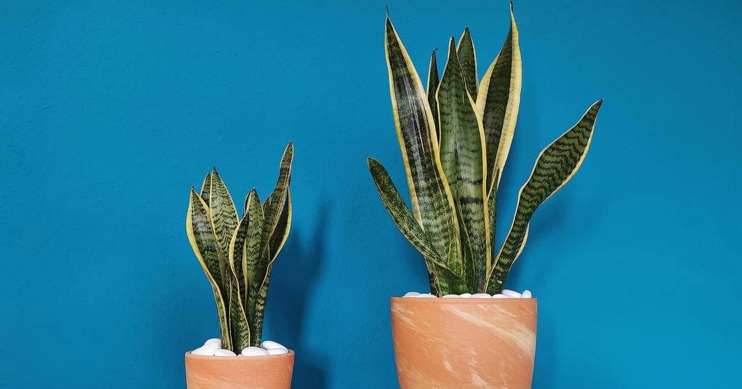 Pixabay/KRiPPS_medien