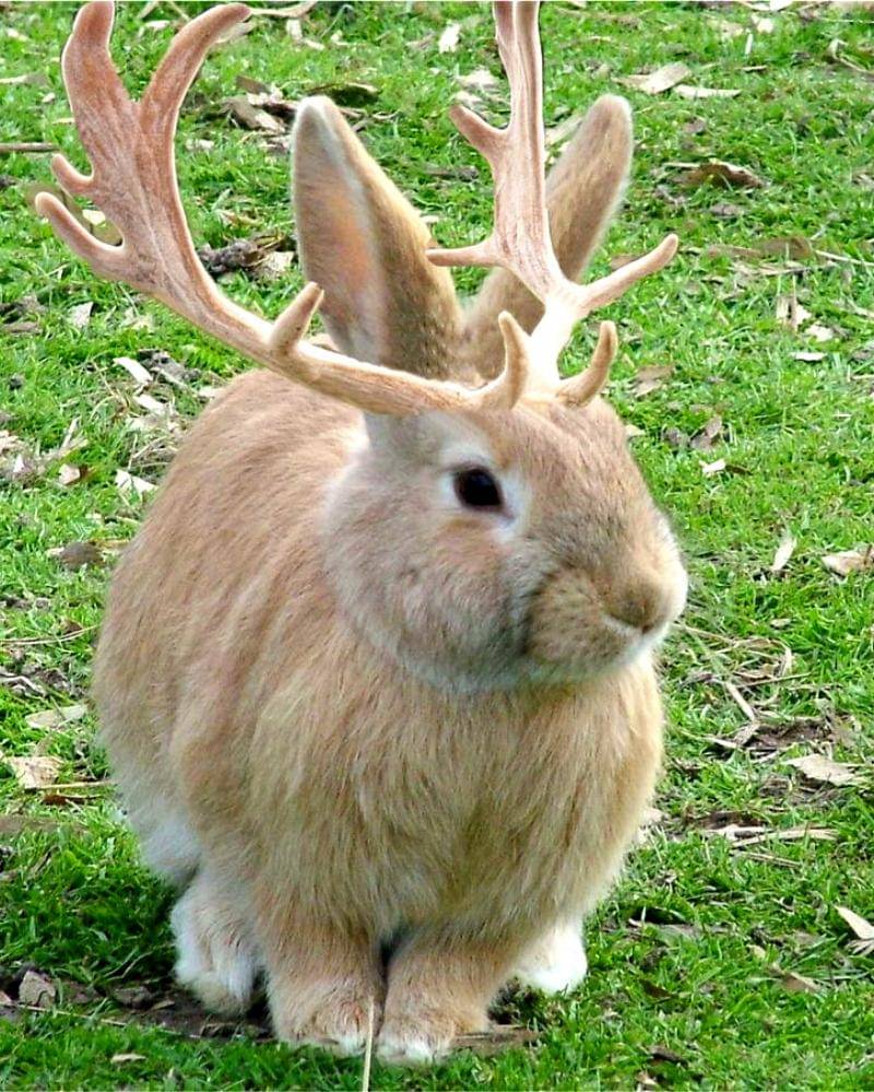 Pinterest.com/FrankMcGurer