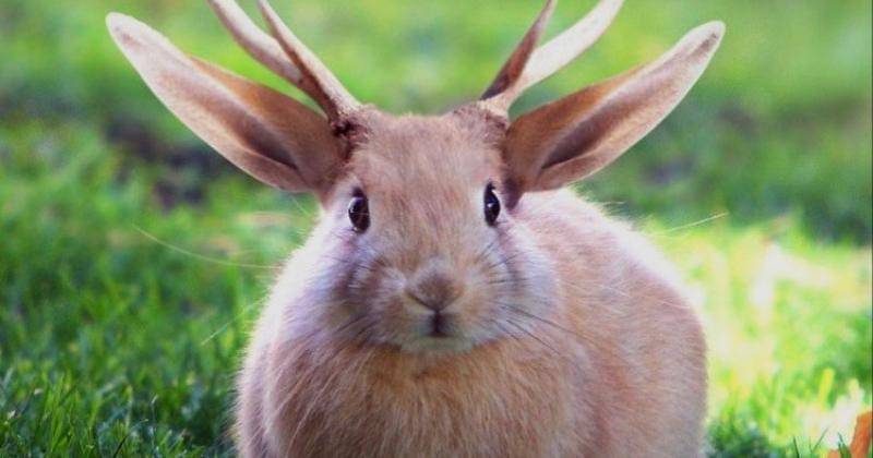 Pinterest.com/designcrowd