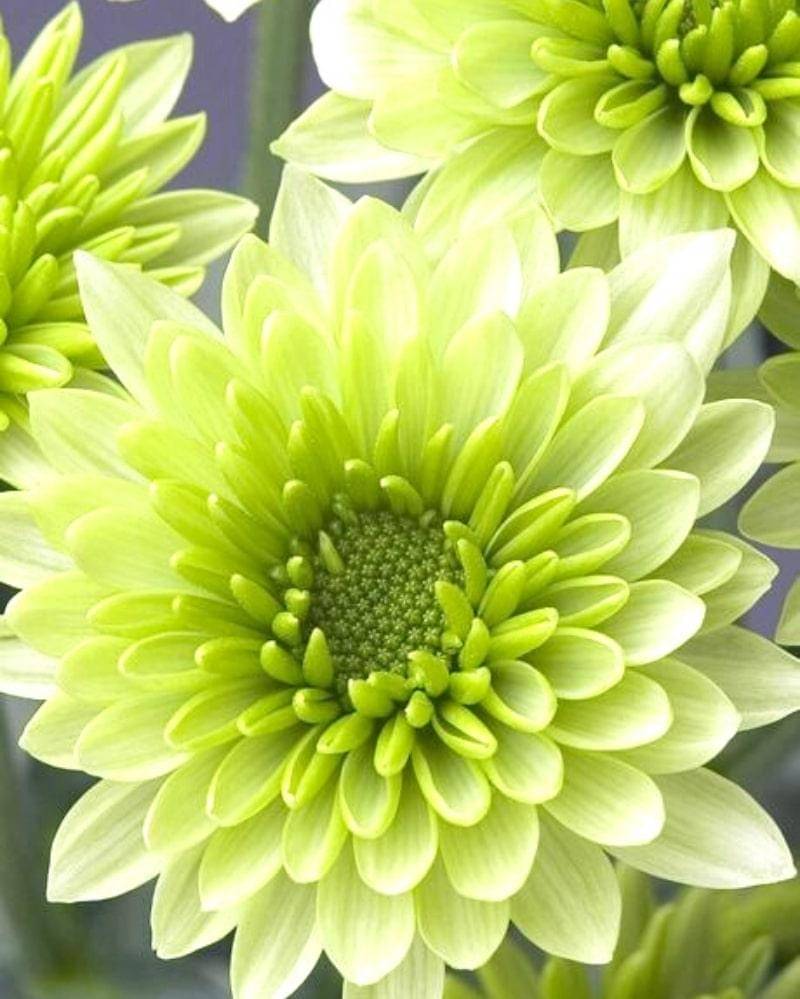 Pinterest.com/niadinet