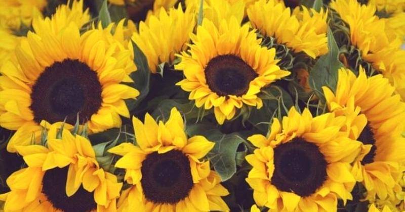 Pinterest.com/hoviaofficial 