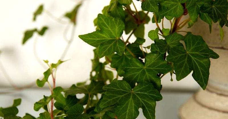 Pinterest.com/terrain