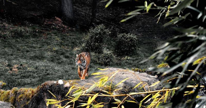 Pexels.com/Blue Ox Studio