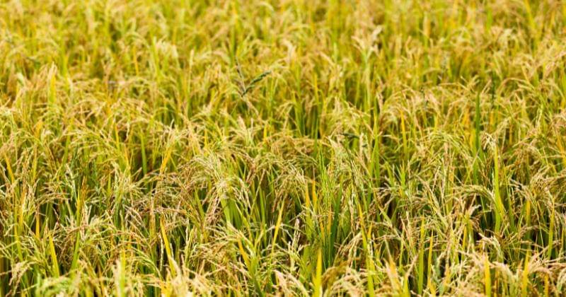 Unsplash.com/Graphic Node