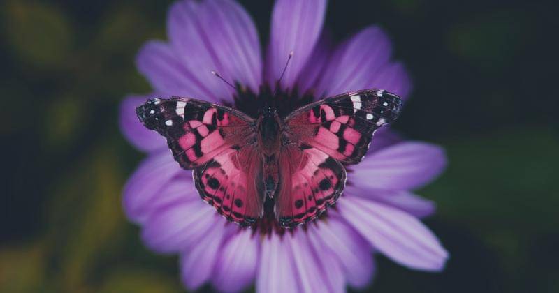 Unsplash.com/Aaron Burden