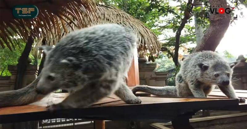 Youtube.com/The Sungkars