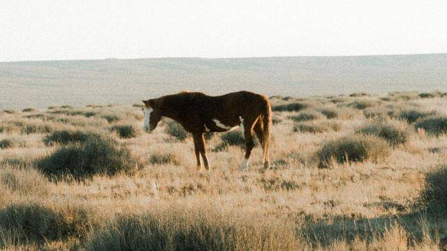 Pexels/ethan-jones-1538109