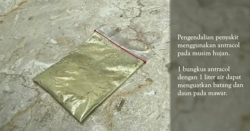 Youtube.com/Mamitoko