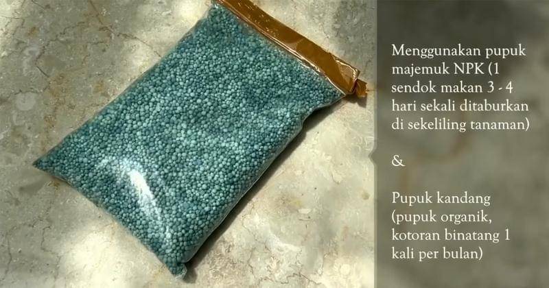 Youtube.com/Mamitoko