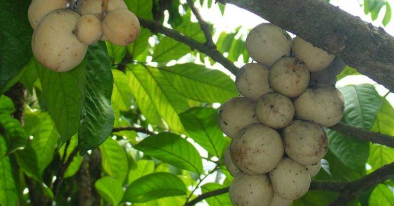 Wikipedia/Mike Gonzalez