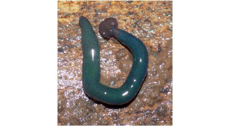 Wikipedia/Jean-Lou Justine