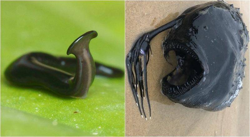 Wikipedia/Jean-Lou Justine | NHM/Sally Marquez