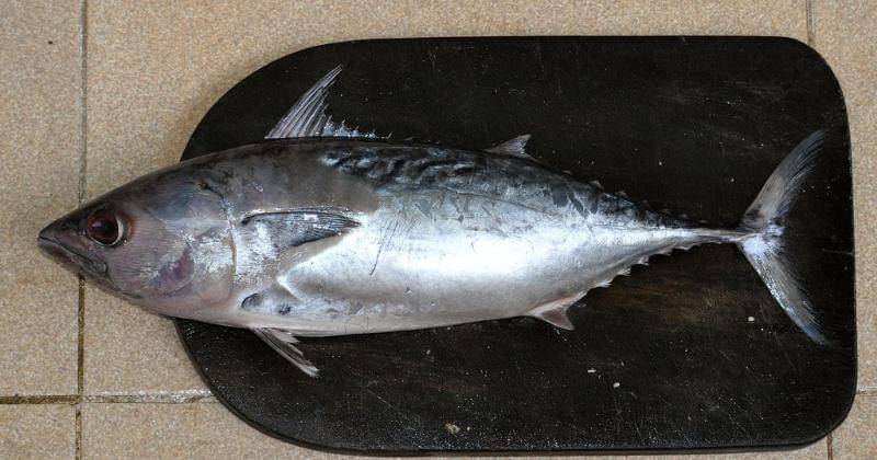 Wibowo Djatmiko/Wikipedia