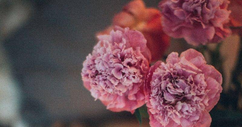 Pexels/Elina-sazonova