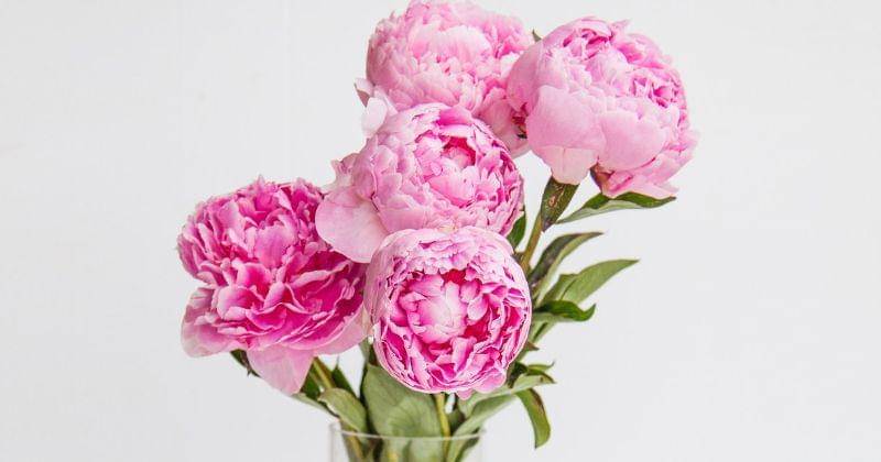 Pexels/Rebecca-1637573