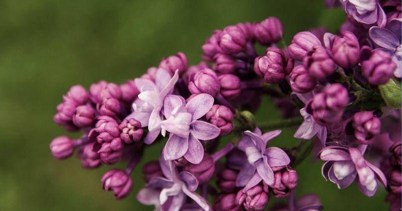 Pexels/Pille-kirsi-222198