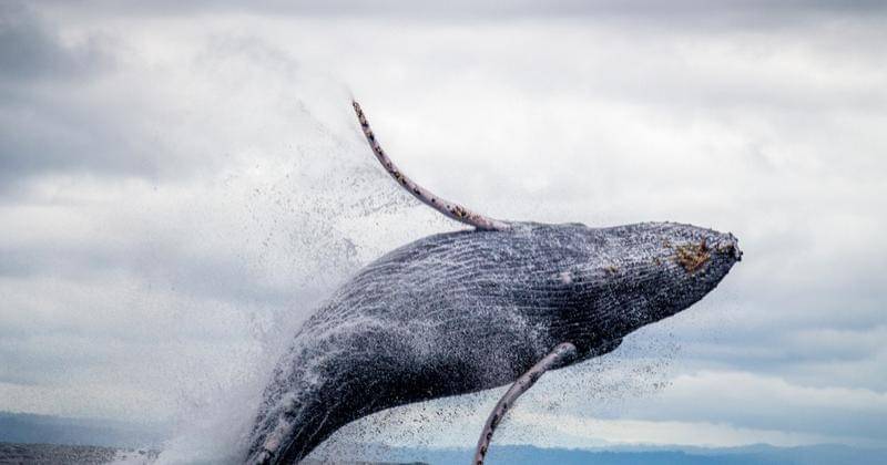 Pexels/Silvana Palacios