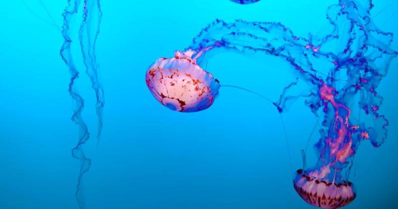 Pexels/Tim Mossholder 