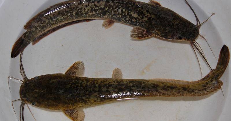 W.A. Djatmiko/Wikipedia