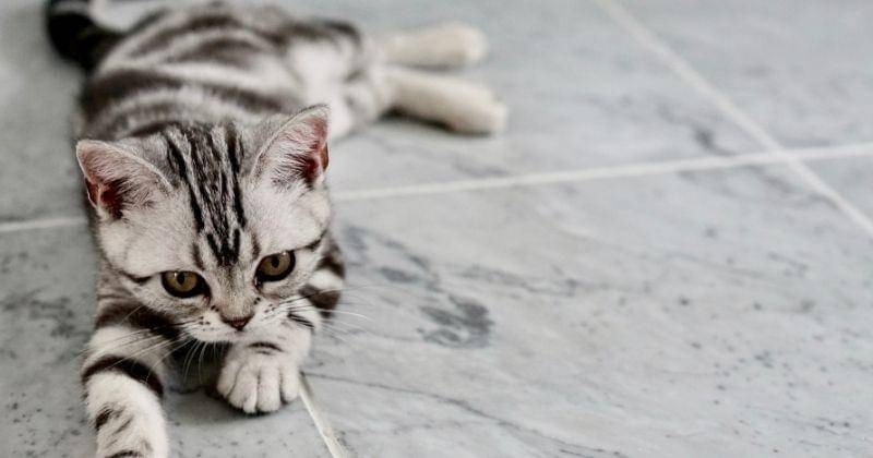 Pexels/Danielle-daniel-93966