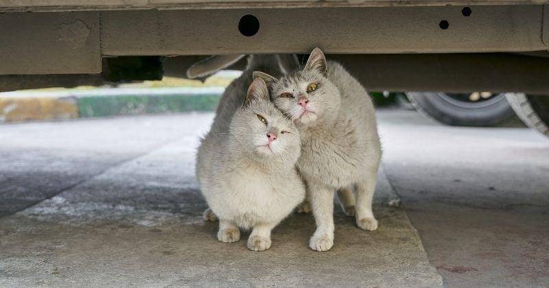 Pexels/Aleksandr-nadyojin-2954845