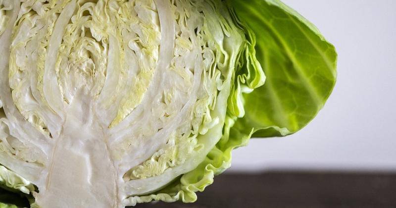 Kubis untuk MPASI bayi. - Pixabay/Stanbalik