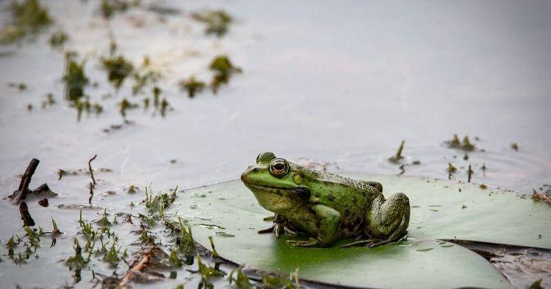 Unsplash/Erzsebet Vehofsics